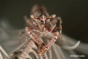 Crinoid Shrimp by William Loke 
